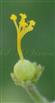  Pistil